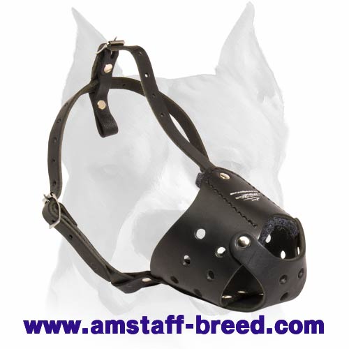 Walking Leather Muzzle for Amstaff