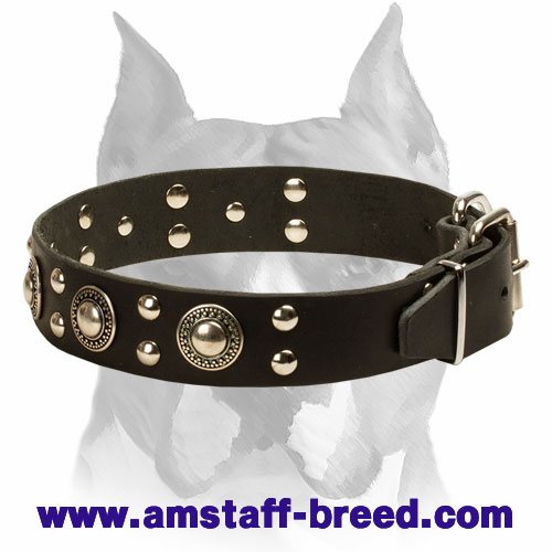 'Rock n Roll' Leather Amstaff Collar - Cool Mix of Decorations - Click Image to Close