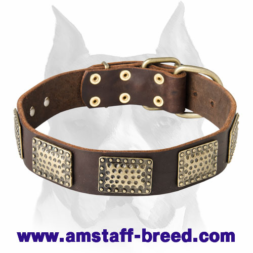New Design Leather Dog Collar with Brass Plates for Amstaff Breed