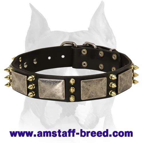 "Haute Couture" Amstaff Leather Collar with Plates and Spikes