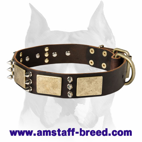 Gorgeous Leather Amstaff Dog Collar with Brass Plates and Nickel Spikes