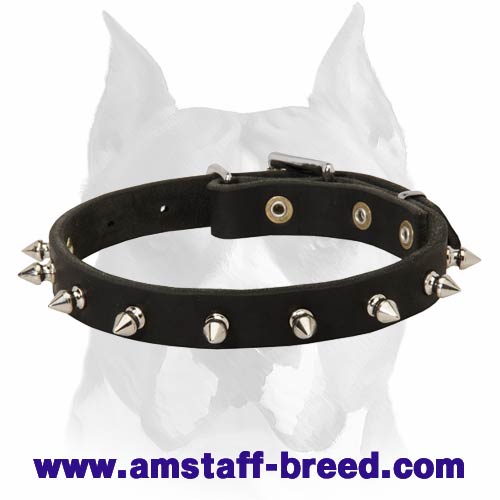 Originally Designed Leather Dog Collar With Cool Spikes for Amstaff Breed