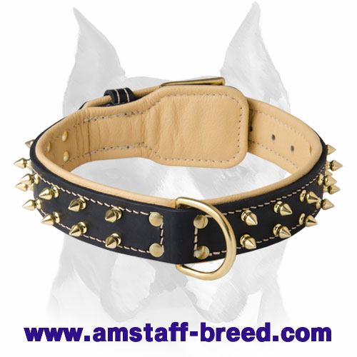 Rich Nappa Padded Leather Dog Collar for Amstaff