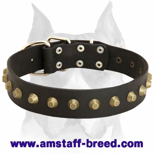 Amstaff breed Fashionable Exclusive Wide Leather Dog Collar