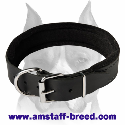 Super Felt Padded Leather Dog Collar for Amstaff