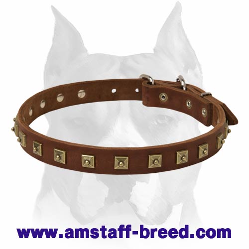 Exclusive Fashionable Design leather dog collar for Amstaff breed - Click Image to Close