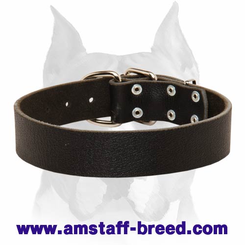 Wide and Solid Leather Dog Collar for Amstaff Breed
