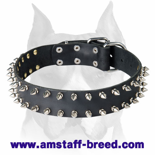 Gorgeous Design Leather Dog Collar With 2 Rows of Nickel Spikes for Amstaff