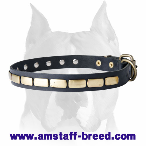 Leather Special Dog Collar With Brass Plates for Amstaff breed