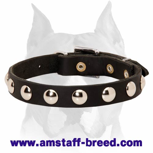 Amstaff Leather Dog Collar with Half-Ball Studs