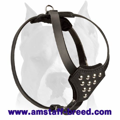 Adjustable Leather Dog Harness with Half-Ball Studs for Amstaff Puppies