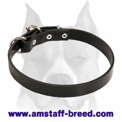 Master Leather Dog Collar For Amstaff