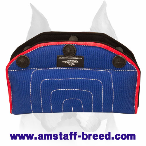 Amstaff French Linen Puppy and Young Dog Bite Builder