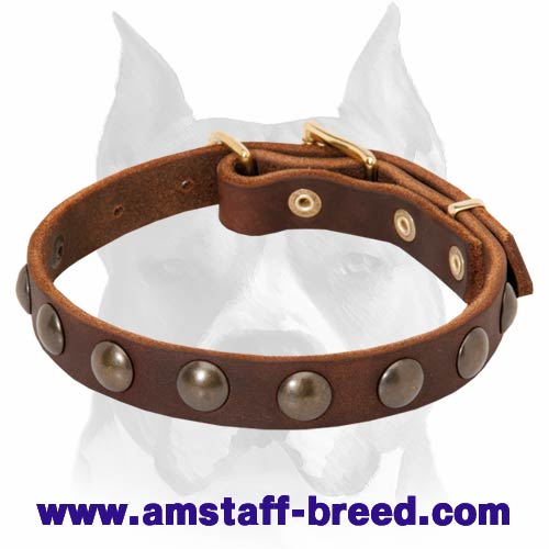 Amstaff Puppy Leather Dog Collar with 1 Row of Half-Ball Studs - Click Image to Close