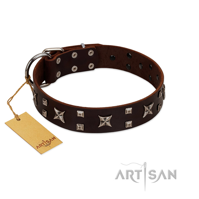 "Bigwig Woof" FDT Artisan Brown Leather Amstaff Collar with Chrome Plated Stars and Square Studs