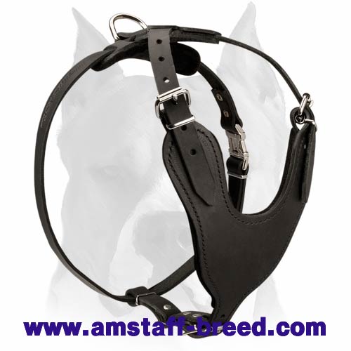 Heavy Duty Dog Harness for Amstaff