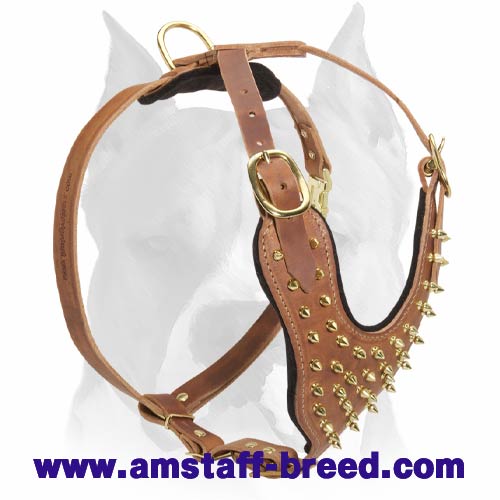 Leather Dog Harness with Brass-Plated Spikes for Amstaffs