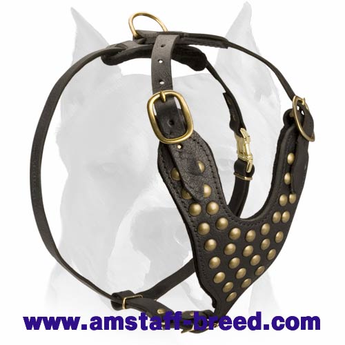Studded leather dog harness for American Staffordshire Terrier