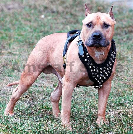 Spiked leash sales