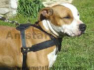 Pulling Leather Dog Harness for Amstaff  Pulling Leather Dog Harness for Amstaff