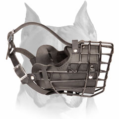 Leather metal cage walking and training muzzle for Amstaff