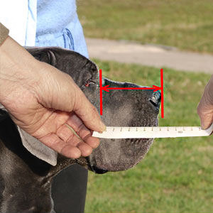 How to measure your Amstaff step 1