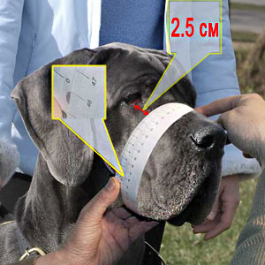 How to measure your Amstaff step 2