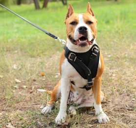 American Staffordshite Terrier Breed Standard